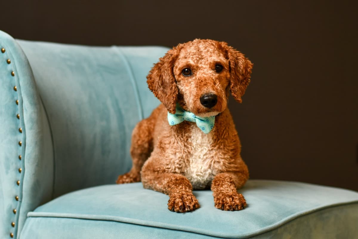 Columbus Photographer's Program Pairs High School Seniors with Rescue Dogs to Boost Adoptions